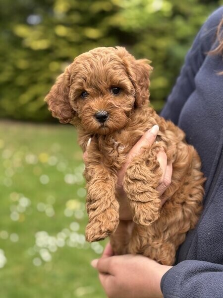 4 GORGEOUS F1B CAVAPOO  puppies. Viber : 00237 653 81 7429
