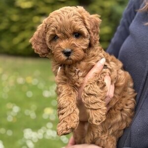 4 GORGEOUS F1B CAVAPOO puppies. Viber : 00237 653 81 7429 | PostAds PH
