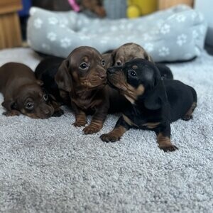 Stunning Dachshund puppies available. Viber : 00237 653 81 7429 | PostAds PH