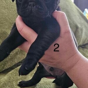 6 KC registered pug puppies . Viber : 00237 653 81 7429 | PostAds PH