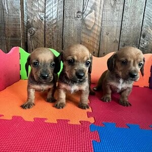 Miniature dachshunds puppies. Viber : 00237 653 81 7429 | PostAds PH