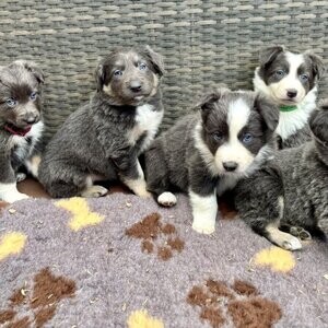 Gorgeous Collie Puppies. Viber : 00237 653 81 7429 | PostAds PH