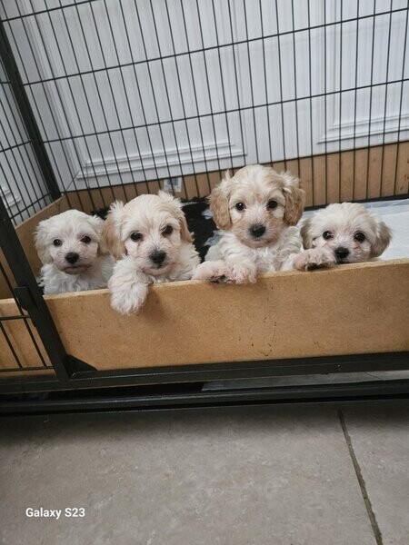 Maltipoo puppies . Viber : 00237 653 81 7429