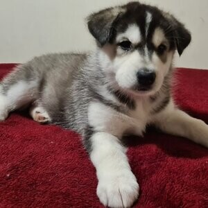 2 Siberian Husky pup available. Viber : 00237 653 81 7429 | PostAds PH