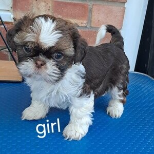 Beautiful shihtzu puppies. Viber : 00237 653 81 7429 | PostAds PH