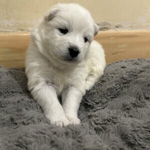 Adorable Samoyed Puppies .Viber : 00237 653 81 7429 | PostAds PH