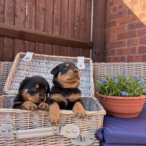Beautiful Rottweiler puppies. Viber : 00237 653 81 7429 | PostAds PH