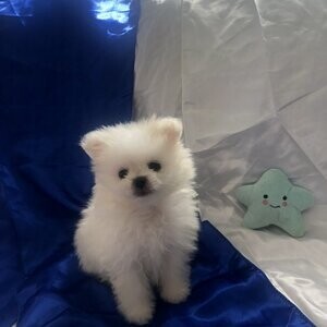 Gorgeous Pomeranian puppies. Viber : 00237 653 81 7429 | PostAds PH