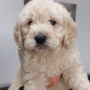 EALTH TESTED GOLDENDOODLES PUPPIES. Viber : 00237 653 81 7429 | PostAds PH