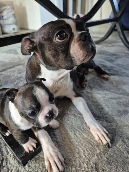 Adorable boston terrier puppies. Viber : 00237 653 81 7429