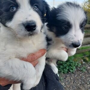 Beardie collie puppies . Viber : 00237 653 81 7429 | PostAds PH