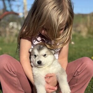 K.c registered Alaskan Malamute puppies. Viber : 00237 653 81 7429 | PostAds PH