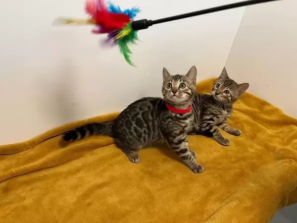 Stunning Tica Bengal Kittens - Spotted & Marbled available. Viber : 00237 653 81 7429