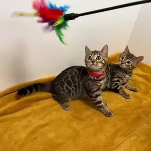 Stunning Tica Bengal Kittens - Spotted & Marbled available. Viber : 00237 653 81 7429 | PostAds PH