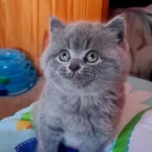 British short hair kittens. Viber : 00237 653 81 7429 | PostAds PH