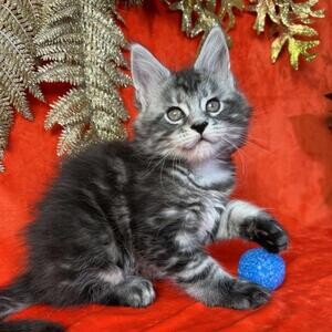 Maine coon Kittens . Viber : 00237 653 81 7429 | PostAds PH