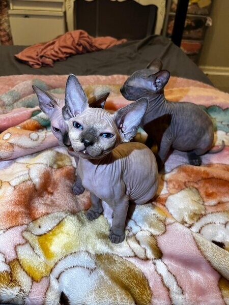5 amazing Sphynx kittens looking for new homes. Viber : 00237 653 81 7429