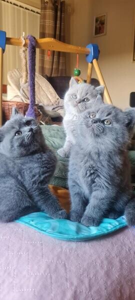 Male And Female British Shorthair Kittens. Viber : 00237 653 81 7429