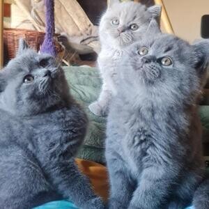 Male And Female British Shorthair Kittens. Viber : 00237 653 81 7429 | PostAds PH