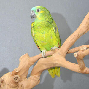 Baby Blue Fronted Amazon Talking Parrots. Viber : 00237 653 81 7429 | PostAds PH