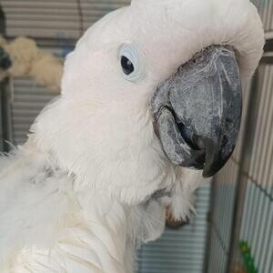 Tame umbrella cockatoo parrots. Viber : 00237 653 81 7429 | PostAds PH