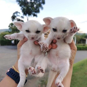 Baby Fennec fox available. Viber : 00237 653 81 7429 | PostAds PH