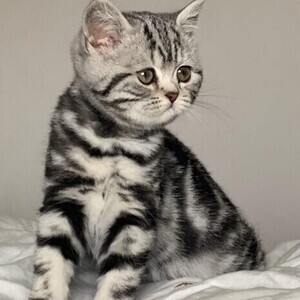 Silver classic British shorthair kittens | PostAds PH