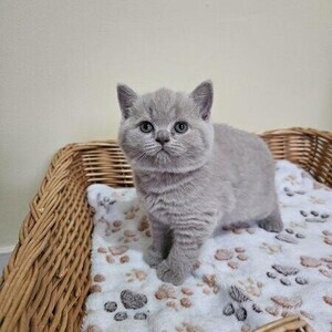 British Shorthair kittens for sale | PostAds PH