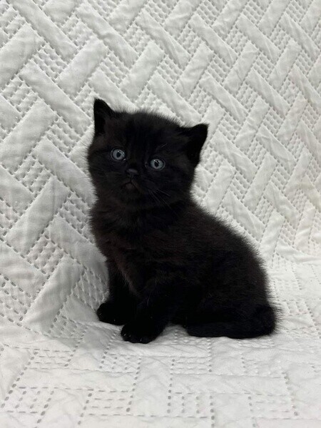 CUTE BRITISH SHORTHAIR KITTENS