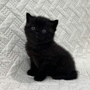 CUTE BRITISH SHORTHAIR KITTENS | PostAds PH