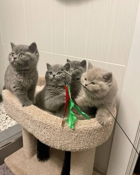 Amazing British Shorthair kittens for sale