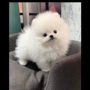 Available Teacup Pomeranian Puppies . Viber : 00237 653 81 7429 | PostAds PH