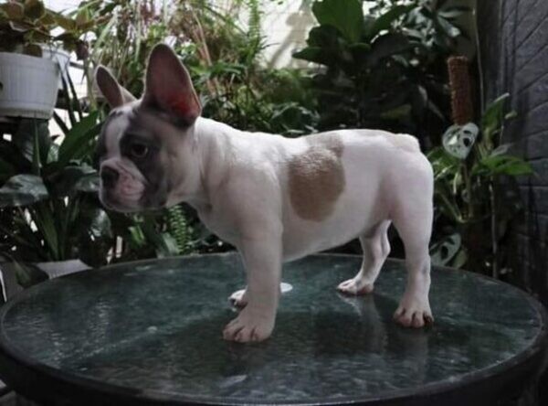 Male French bulldog  puppies. Viber : 00237 653 81 7429