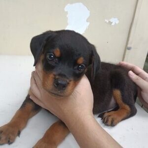 Rottweiler puppies. Viber : 00237 653 81 7429 | PostAds PH