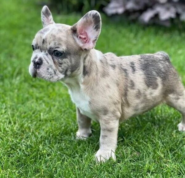 Charming Bulldog Puppies. Viber : 00237 653 81 7429