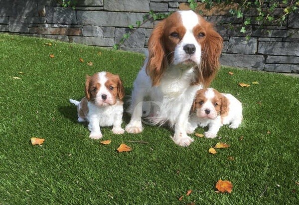 Cavalier King Charles Spaniel Puppies. Viber : 00237 653 81 7429