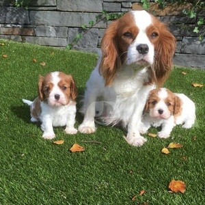 Cavalier King Charles Spaniel Puppies. Viber : 00237 653 81 7429 | PostAds PH