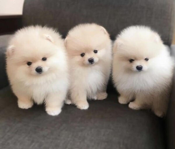 Pomeranian puppies. Viber : 00237 653 81 7429