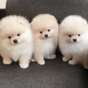 Pomeranian puppies. Viber : 00237 653 81 7429 | PostAds PH