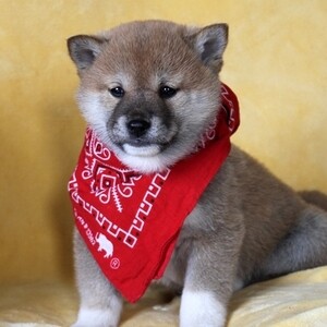 Summer Shiba Inu Pups Viber:+63-948-1451-325 | PostAds PH