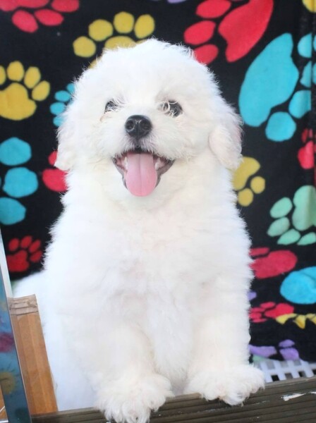 Bichon Frise puppies 