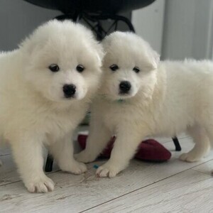 Charming Samoyed Pups Viber:+63-948-1451-325 | PostAds PH