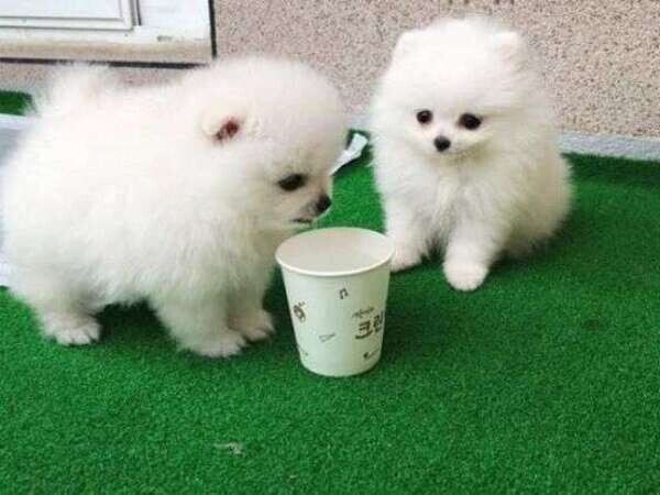 Adorable Pom Puppies Viber:+63-948-1451-325