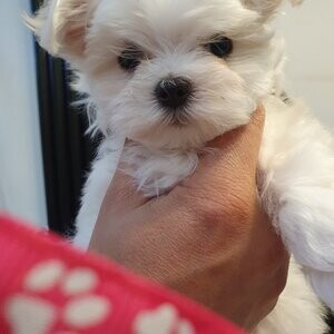 Maltese kc registered puppies available. Viber : 00237 653 81 7429 | PostAds PH