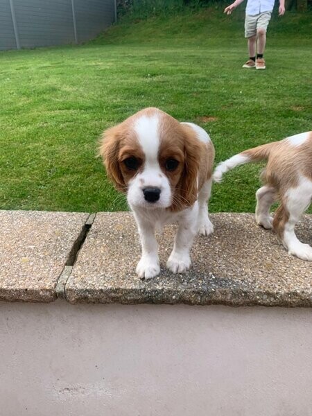 Pedigree cavalier king Charles spaniel puppies. Viber : 00237 653 81 7429