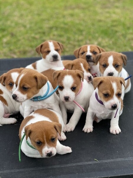 Jack Russell puppies. Viber : 00237 653 81 7429