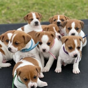 Jack Russell puppies. Viber : 00237 653 81 7429 | PostAds PH