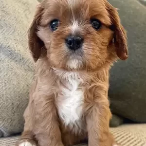 Litter of Dual Purpose Cavalier King Charles Spaniel Puppies. Viber : 00237 653 81 7429 | PostAds PH