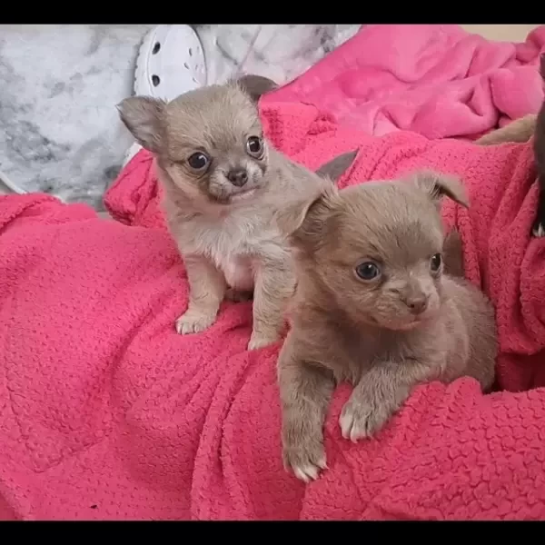 Long coat chihuahua puppies. Viber : 00237 653 81 7429