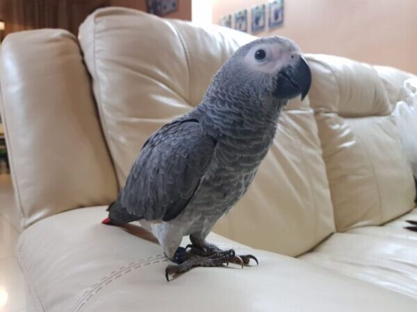 Congo African Grey parrots Available. Viber : 00237 653 81 7429